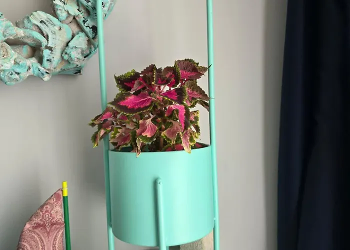 شقة Darlea غييكا